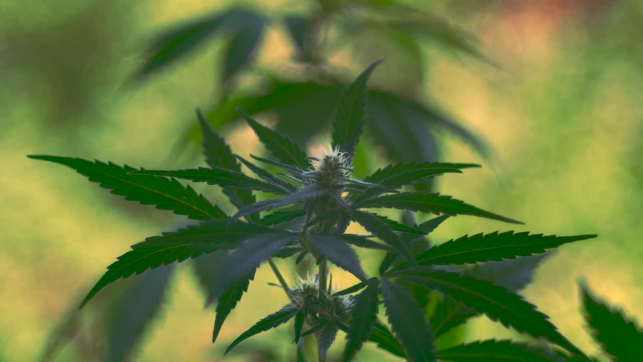 대마초 플랜트 클로즈업
