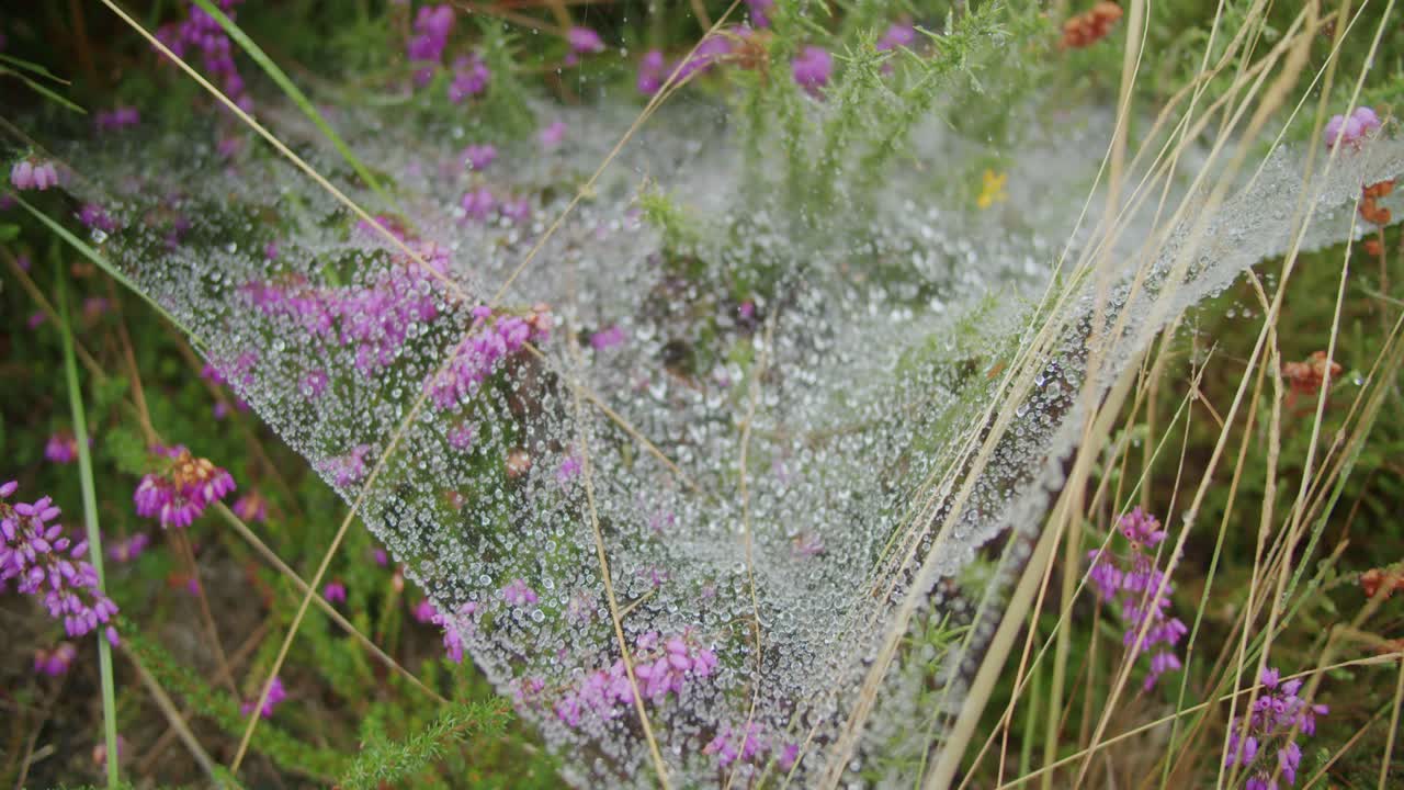 The dew on the spider net makes it sparkle over pink flowers in a green field - Handheld, Slow Motion