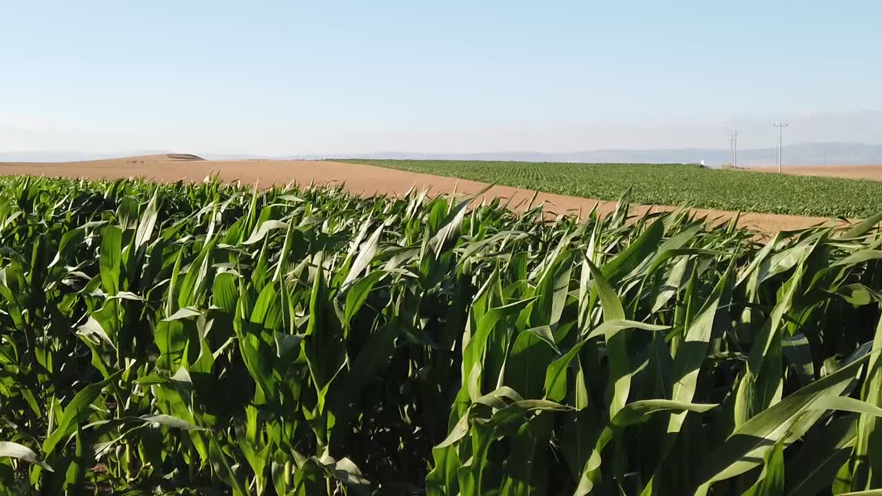 Corn Field Landscape on a Windy Day