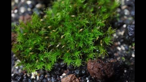 time-lapse movie of spraying moss