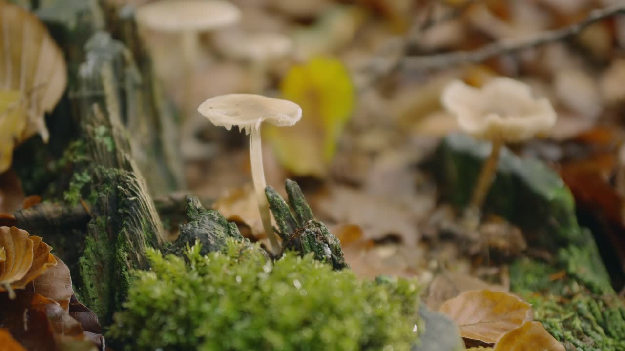 Close-up view of delicate, pale wild mushrooms growing amidst moss and fallen leaves on a forest floor in autumn.Scene captures the intricate textures and earthy tones of the natural forest ecosystem