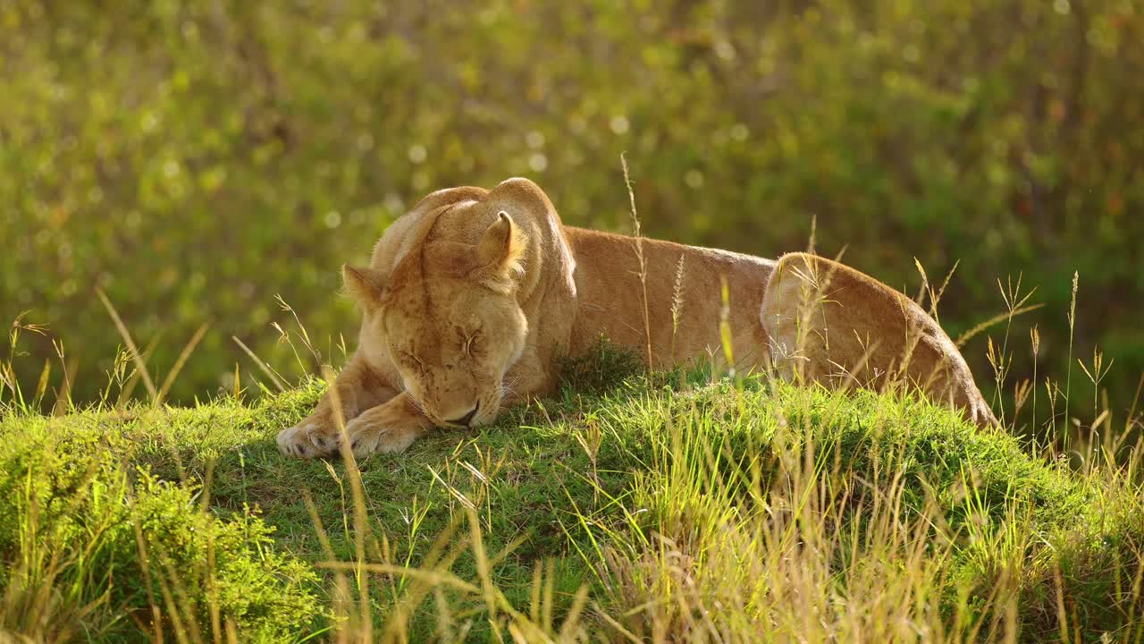 jonge mannelijke leeuw rusten op een grashoop in slecht licht als de zon ondergaat, vermoeid geeuwen rusten, big 5 vijf afrikaanse wild in maasai mara national reserve, kenia