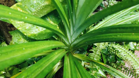 zooming into natural green tree leaves after raining with some water drop on the tree leaves