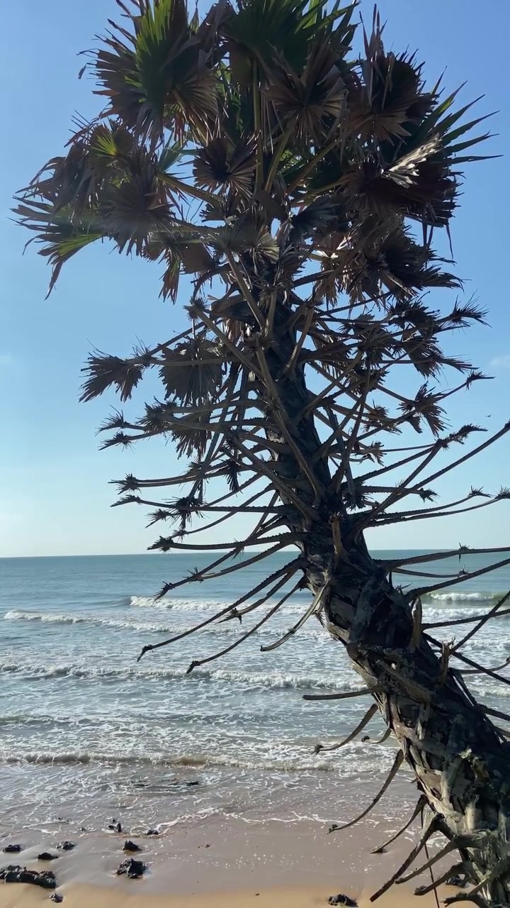 Tropical Palm Tree on a Sandy Beach with Crashing Ocean Waves