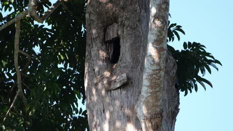 Visto-Posado-En-La-Apertura-De-Su-Nido-Mirando-Hacia-La-Izquierda-Y-Luego-Se-Va-Volando,-Gran-Cálao-Buceros-Bicornis,-Parque-Nacional-Khao-Yai,-Tailandia