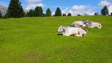 White-cows-on-alps-with-view-onto-mountains-in-South-Tyrol,-Ital