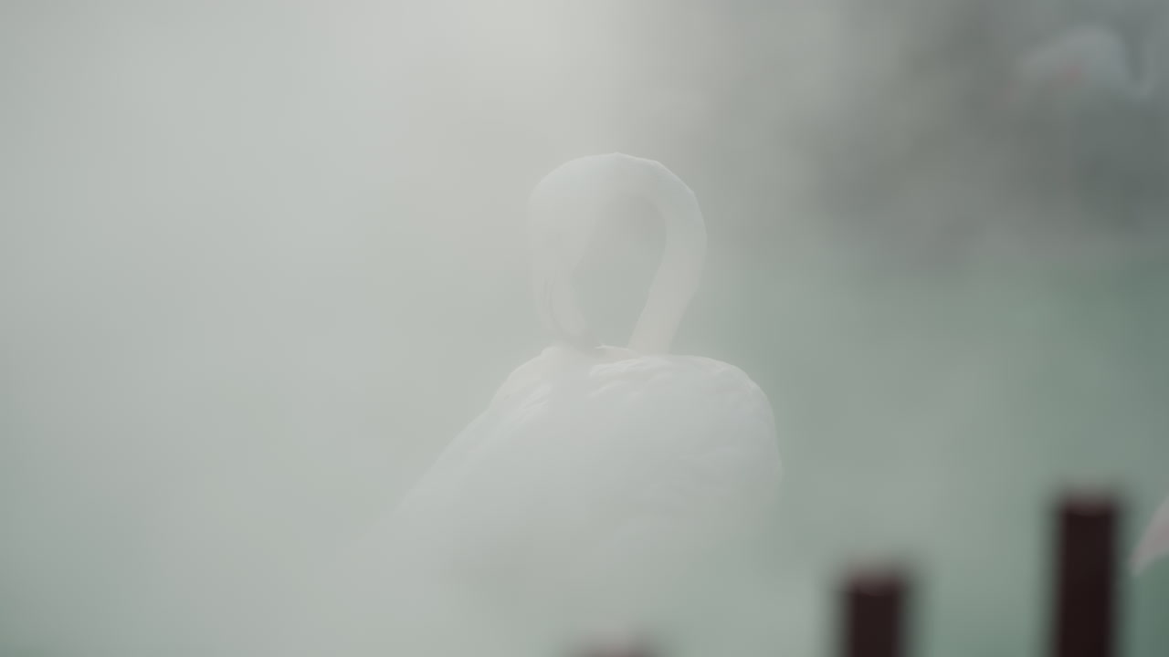 Tåkete miljø viser silhuetten av en ensom flamingo. Drømmeaktig scene med en enslig flamingo i en mild tåkeatmosfære. Pastelltoner og tåke skaper en rolig harmoni rundt den ensomme flamingosilhuetten i tåken