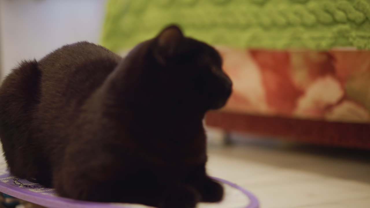 Gatto pacifico che si crogiola in una luce calda e delicata. Felino tranquillo che osserva in un'atmosfera accogliente con uno sguardo tenero. Gatto rilassato siede pacificamente in un ambiente caldo mentre una persona inginocchiata osserva con affetto.