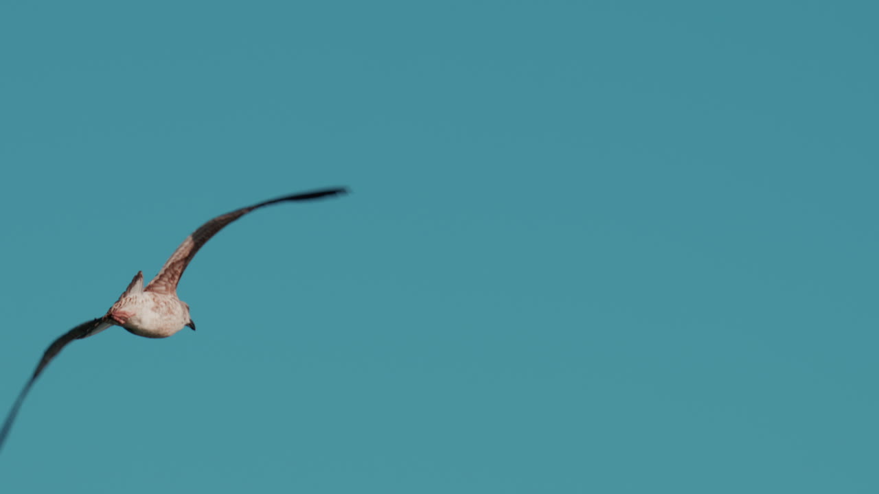 Close up of a seagull gliding through the air against a clear blue sky