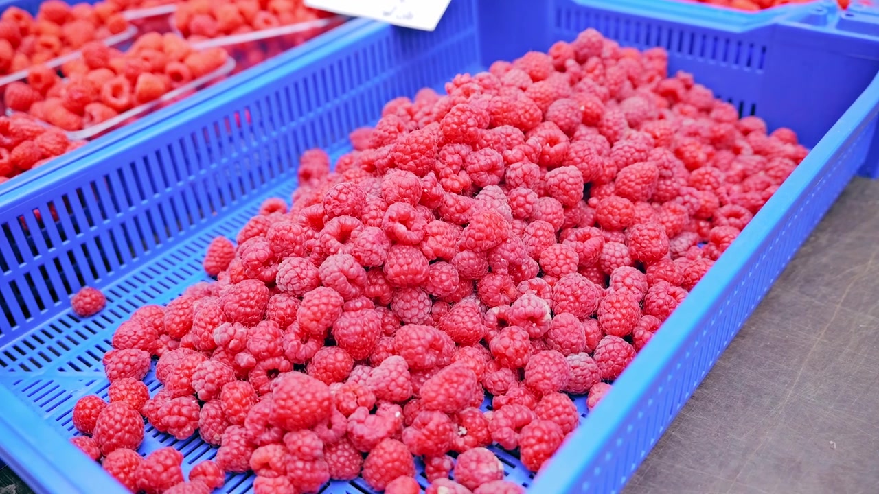 Seasonal Raspberries Highlighting Agricultural Productivity Trends, Riga Latvia
