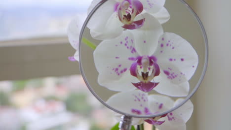 Slow-Motion-Close-Up-on-Hand-Holding-Magnifying-Glass-on-Orchids