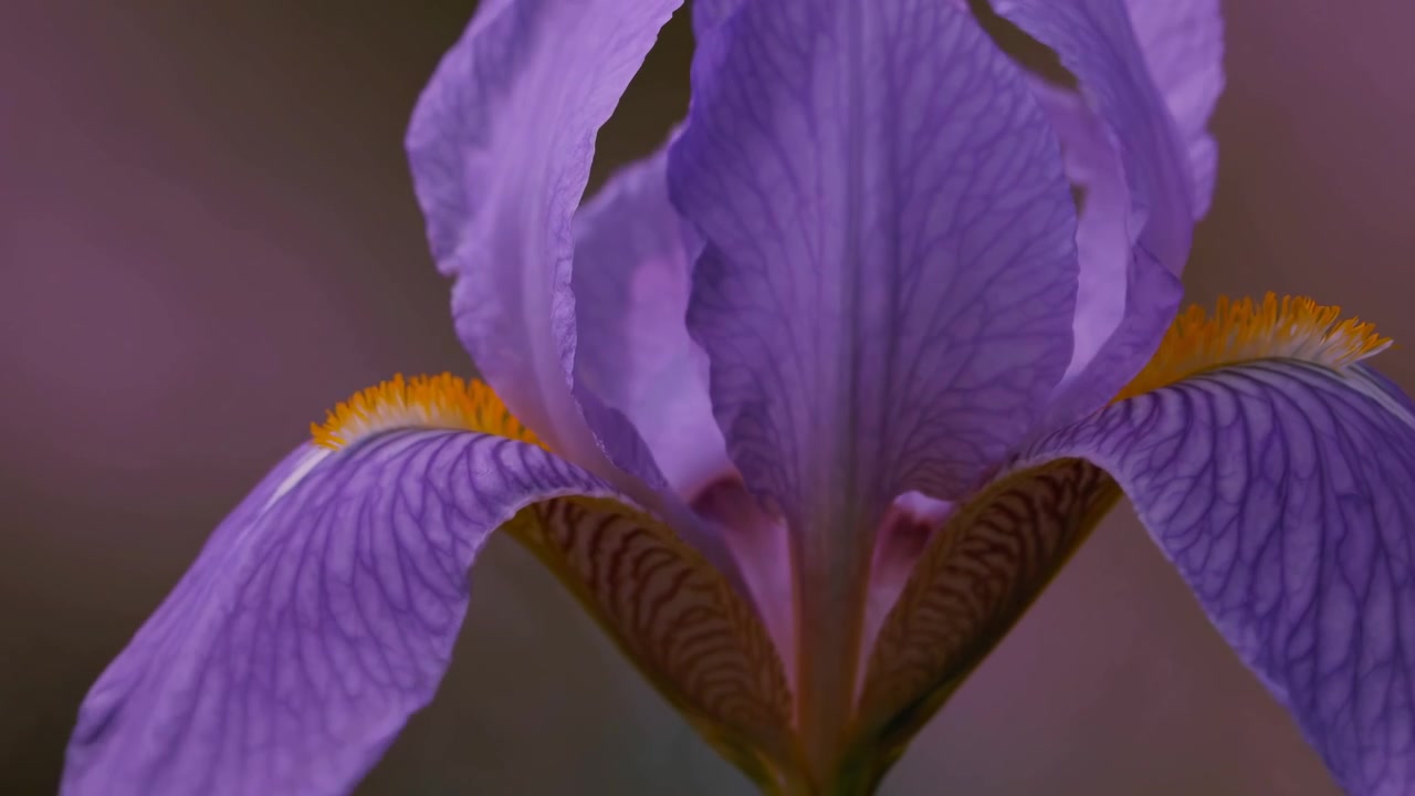 Close-up van een levendige paarse irisbloem met bokeh-effect
