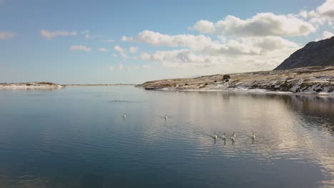 Filmdrohne-über-Dem-Olfusa-Fluss-Mit-Wasservögeln-Im-Fluss-In-Der-Nähe-Von-Selfoss,-Island