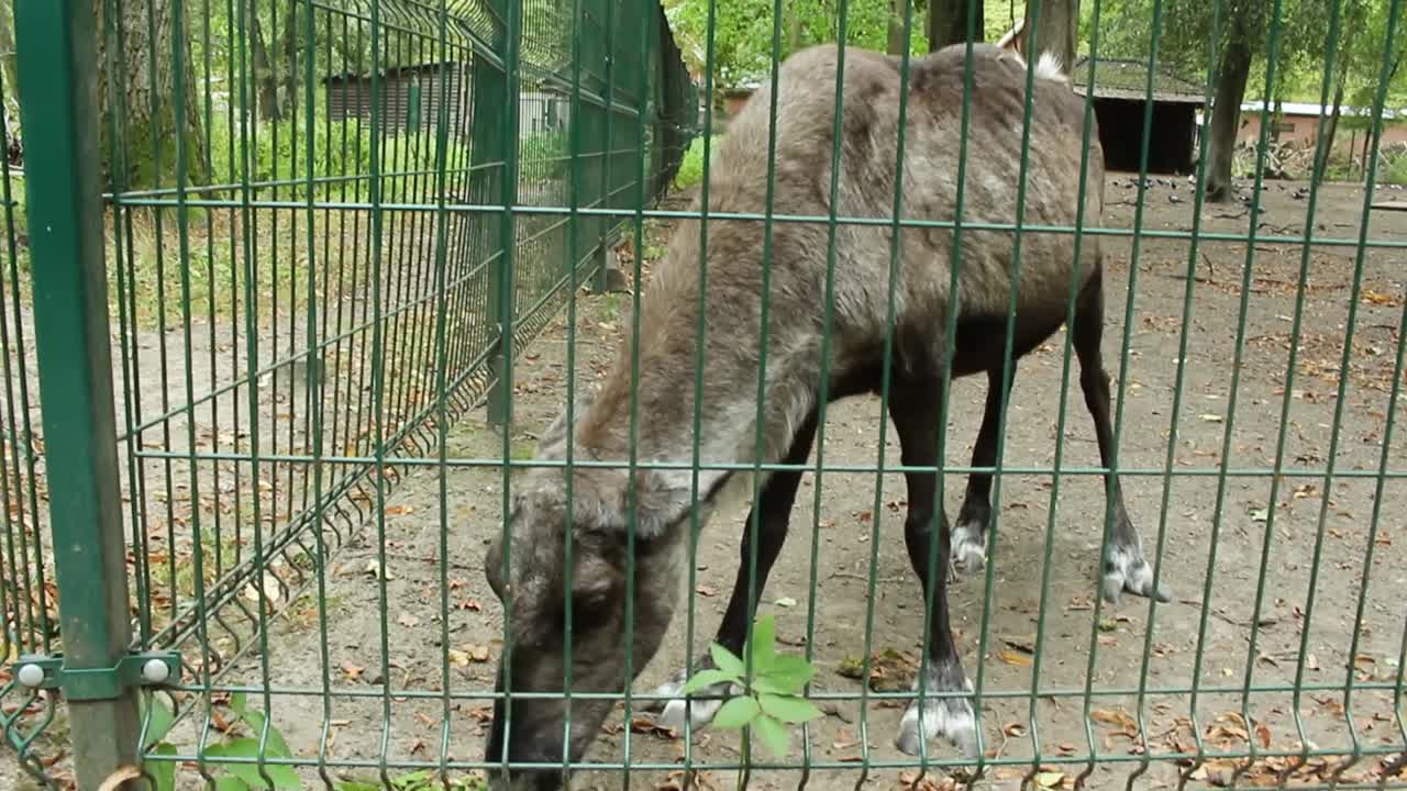joven reno flaco comiendo hojas