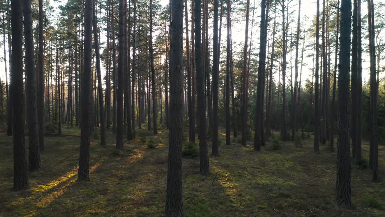 AEREA: Caldo sole primaverile proietta lunghe ombre sul terreno della foresta