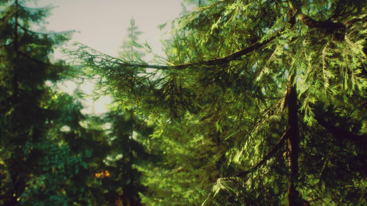 Vibrant green forest canopy under bright sunlight in a tranquil setting