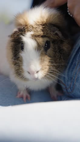 a hamster sitting in lap on jeans of person, its tiny paws and fluffy fur in adorable closeup, vertical