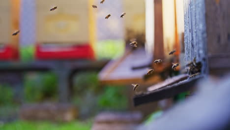 bees flying around the hive in slow motion