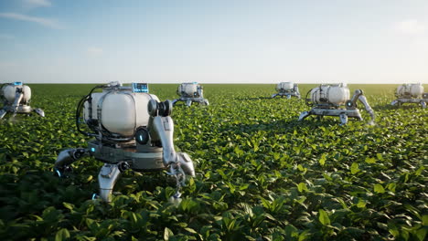 Agricultural robots spraying crops in a field