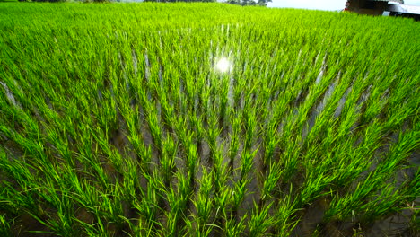 green rice field in a lush agriculture land