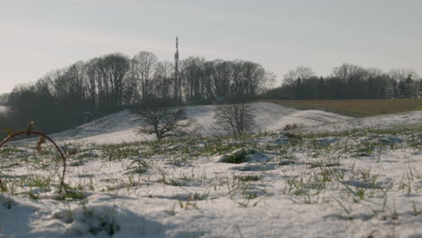 campo con nieve derretida y árboles