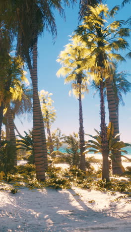 tropical beach with palm trees