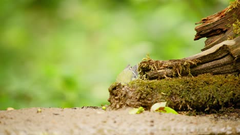 Great Tit in Friesland Netherlands frontal view as it pecks and hides behind log covered in moss