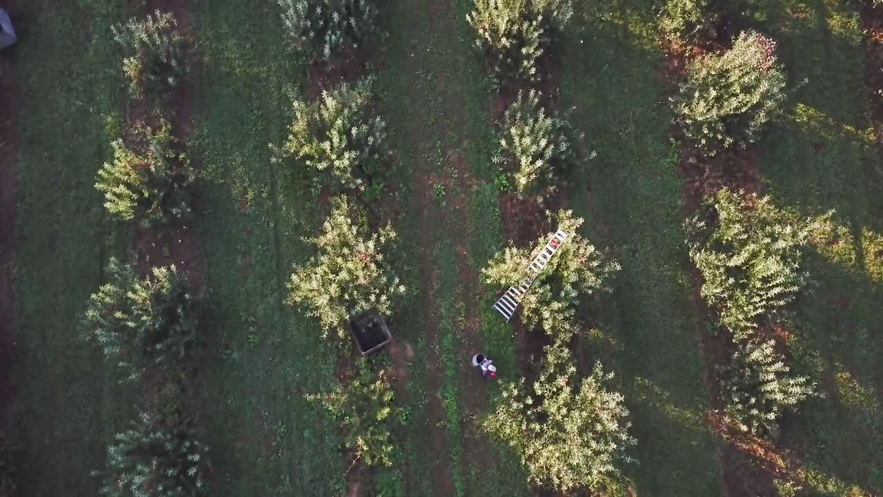 Aerial View of Orchard with Ladder and Box
