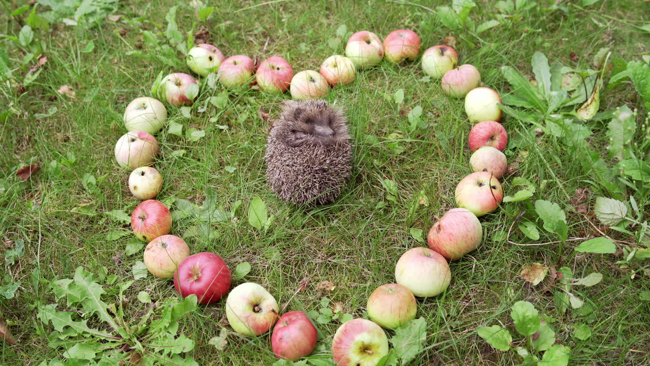 Hedgehog lying near apple. Little touching hedgehog curled up among apples