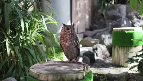 closeup view of an owl in captive standing on a log in izu, japan - tele shot