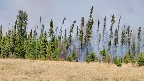 incendio forestal que quema el bosque disparado seguimiento en