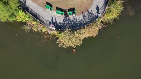 a top down shot directly above a park, as people fish in a green pond on a sunny day casting their shadows