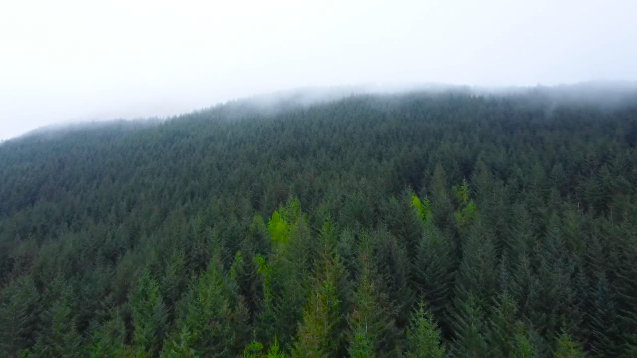 Aerial drone footage flying and gliding over a vibrant green colored pine forest tree tops in Scotland highlands during a mystical misty and foggy day when white clouds are low to the hills, mountains