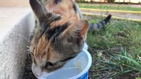 calico cat licks a bowl of yogurt clean