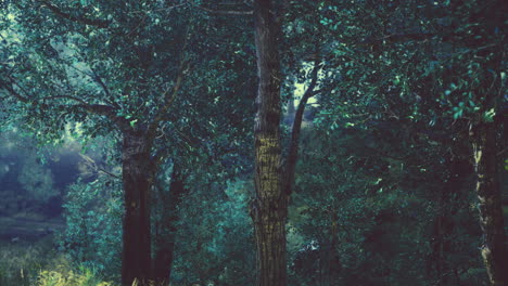 enchanting forest at dawn revealing shadows and light in tranquil beauty