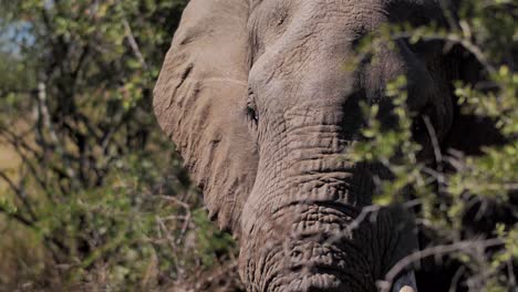 Un-Gran-Elefante-Africano-Está-Comiendo-O-Alimentándose-En-El-Arbusto-De-Acacia