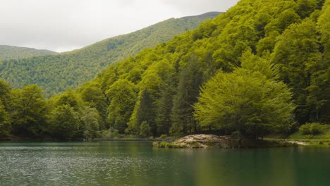 Ruhiges-Flussufer,-üppiges-Grün,-Vegetation,-Dichte-Waldlage