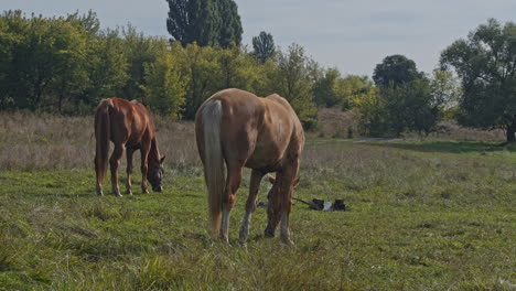 caballos marrones en la granja de caballos