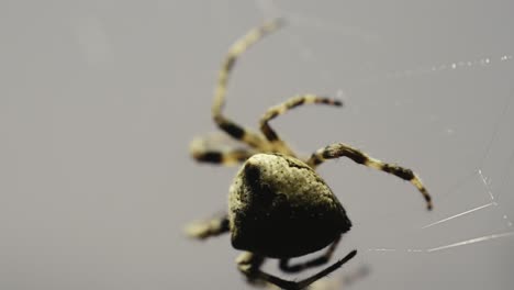 a spider waves its web at night, under the moonlight