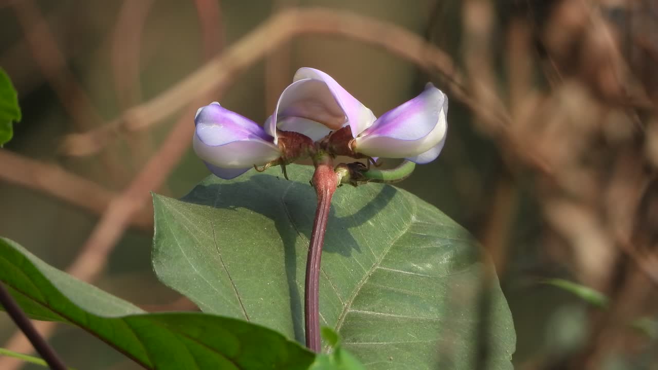 hermosas flores en el viento