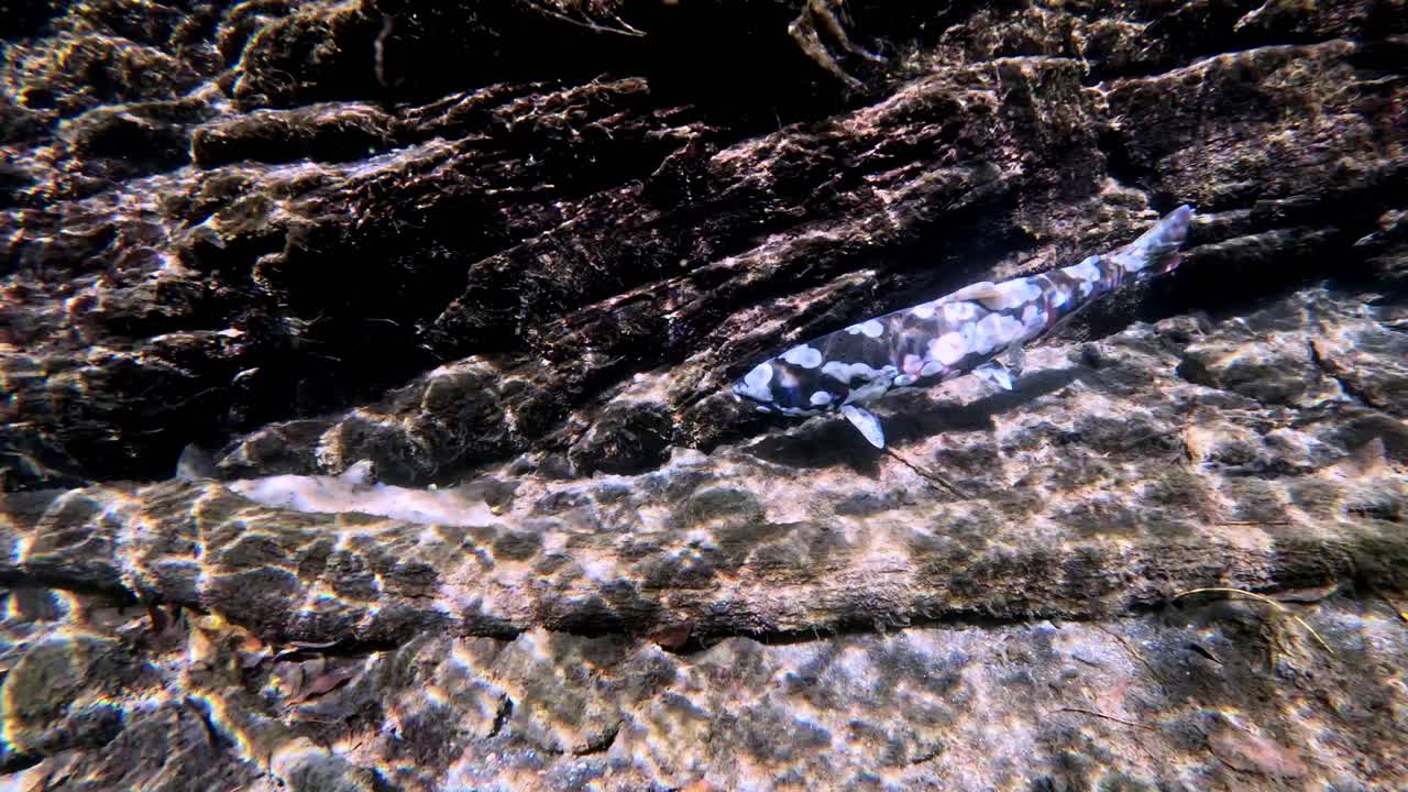 video en primer plano de la trucha biwa cerca del lago biwa, japón