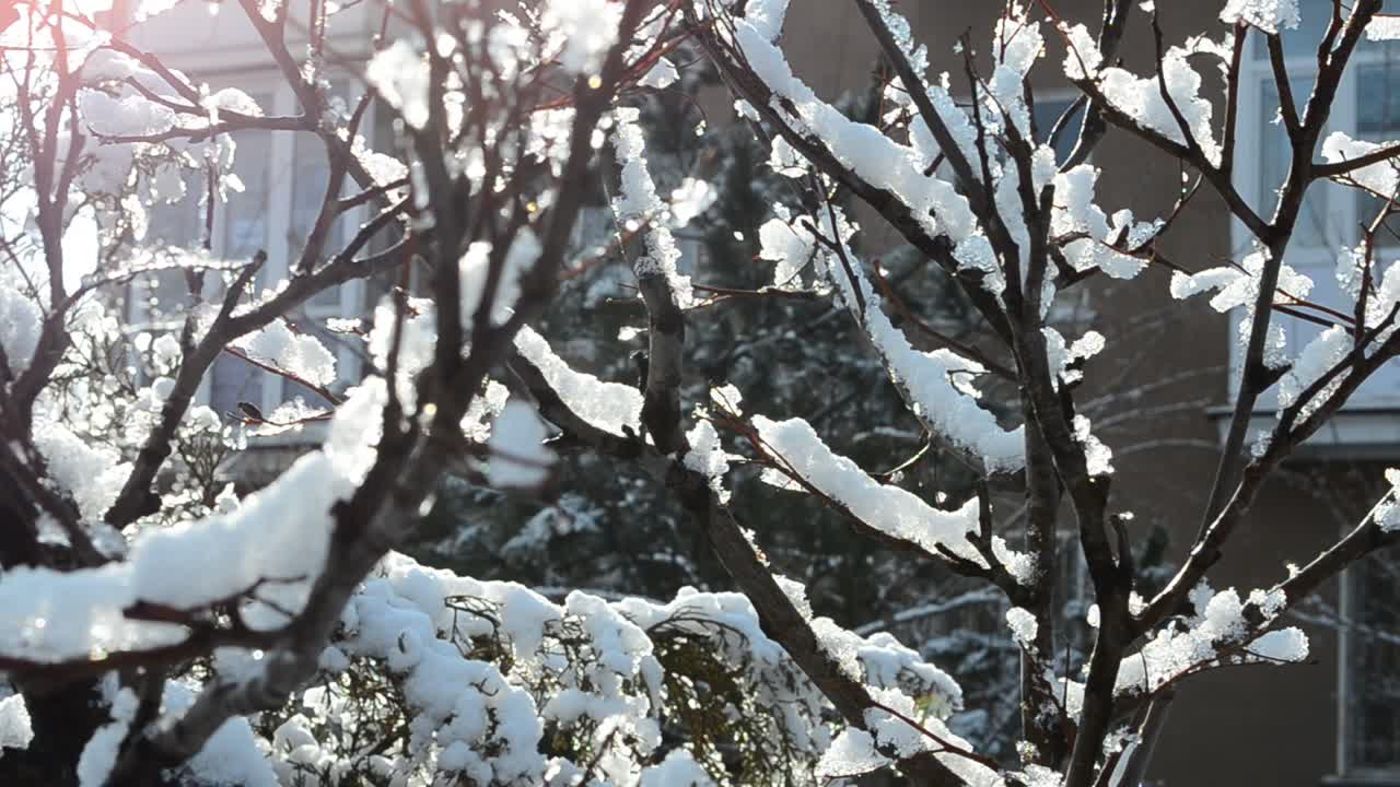 겨울 풍경. 덤불과 해