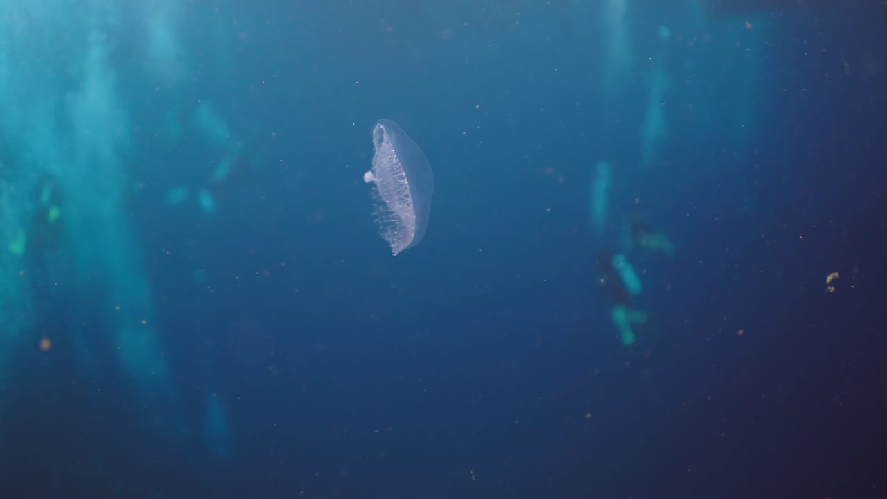A translucent jellyfish gracefully swimming in the deep blue ocean