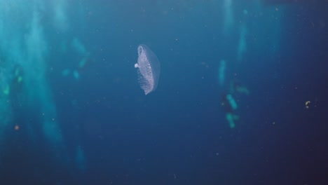 a translucent jellyfish gracefully swimming in the deep blue ocean