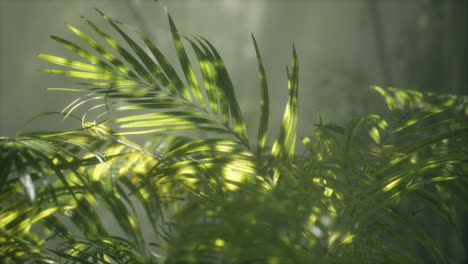 luz brillante brillando a través de la niebla húmeda y las hojas de la selva