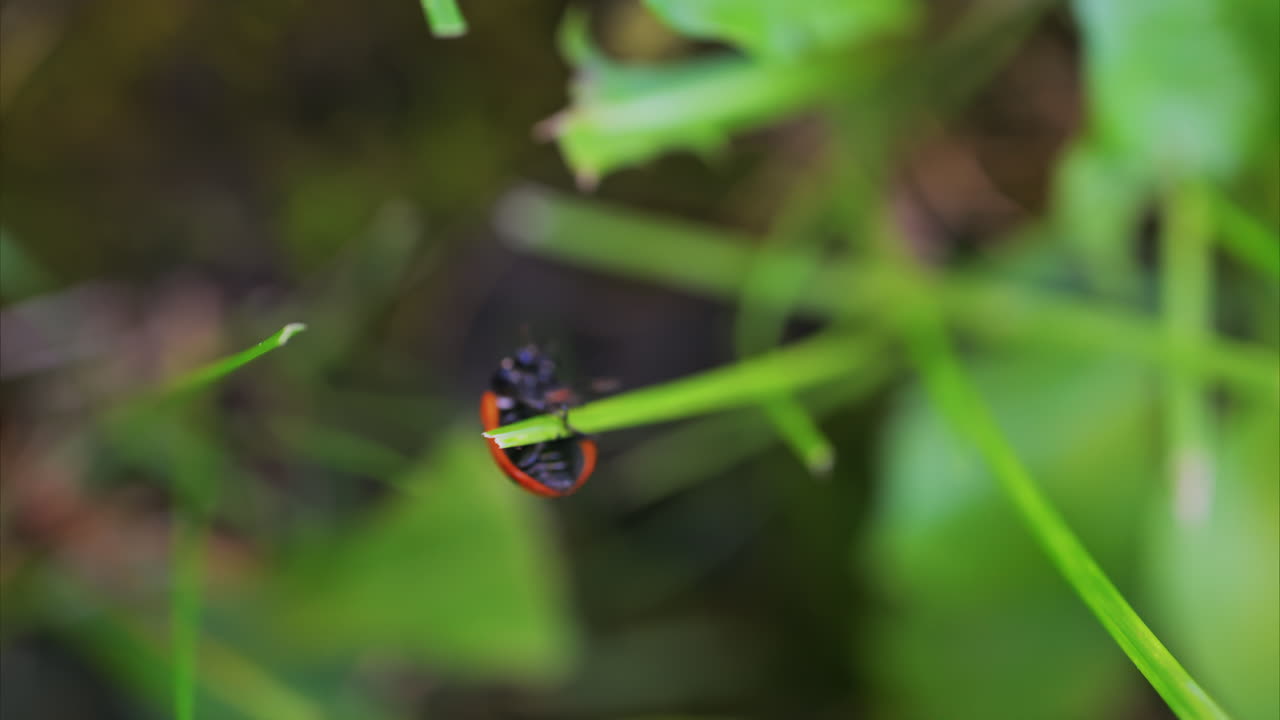 A bright red ladybug crawling on a fresh green leaf