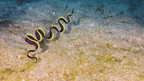 Anguila-De-Cinta-Juvenil-Fuera-De-La-Madriguera-Nadando-Libremente-En-El-Agua