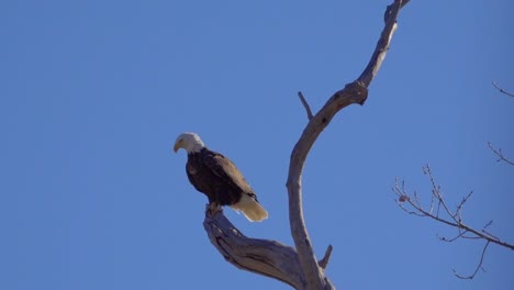 un águila calva estadounidense toma vuelo capturado en cámara lenta