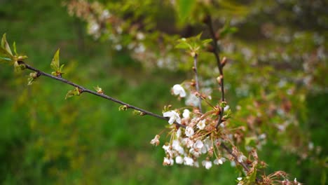 Baum-Mit-Vielen-Kleinen-Weißen-Blüten-Und-Kleinen-Blättern-Mit-Grünem-Hintergrund