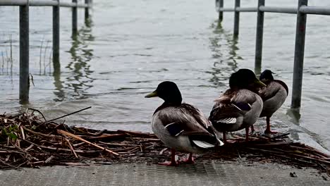 group of mallard ducks near the shore of lake mladost veles north macedonia